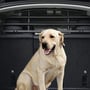 Model Y Köpek Barı